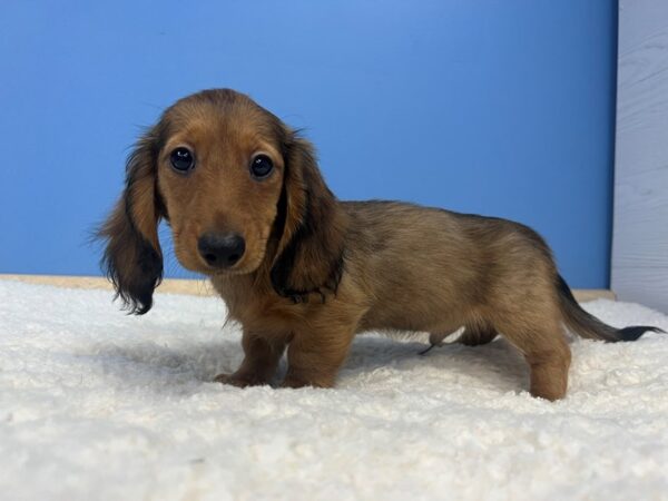 Dachshund-Dog-Male-Sable (Long Coat)-21989-Petland Batavia, Illinois