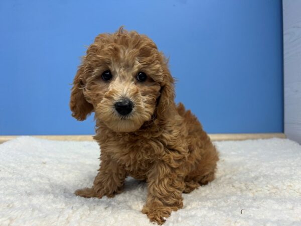 [#21977] Red Female Goldendoodle Mini 2nd Gen Puppies For Sale