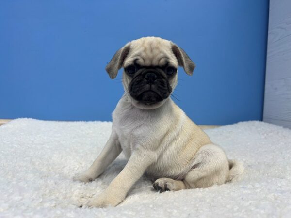 [#22010] Fawn Male Pug Puppies For Sale