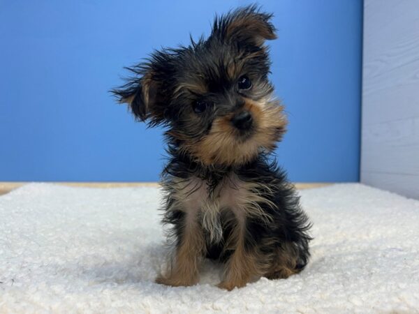 [#22012] Black and Tan Male Yorkshire Terrier Puppies For Sale