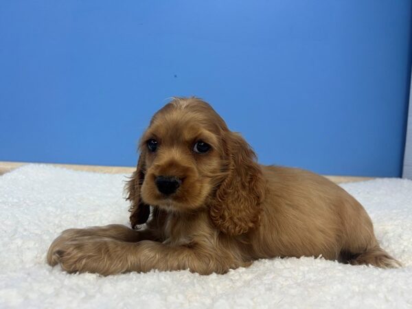 [#21996] Buff Male Cocker Spaniel Puppies For Sale