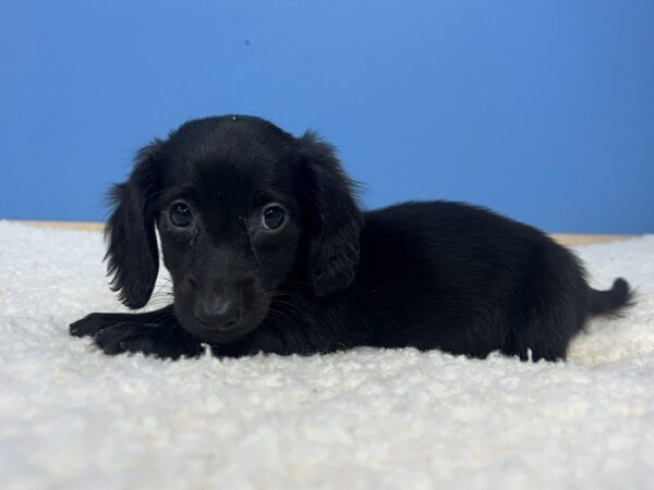 Dachshund Dog Male Black 21995 Petland Batavia, Illinois