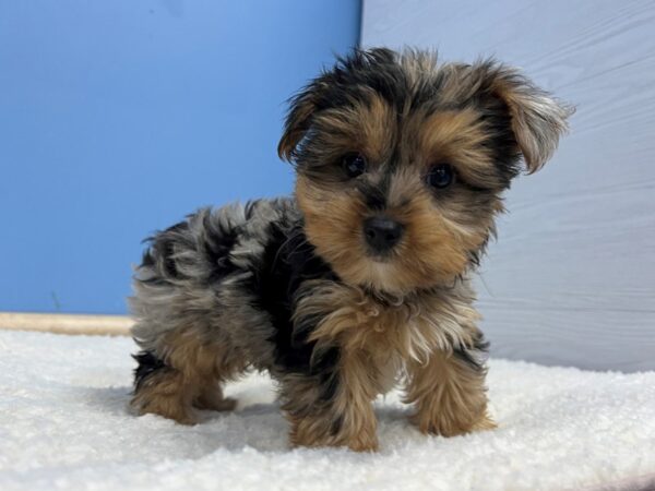 Yorkshire Terrier Dog Male Blue and Gold 22022 Petland Batavia, Illinois