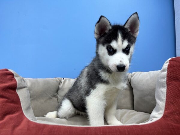 [#22028] Black and White Female Siberian Husky Puppies For Sale