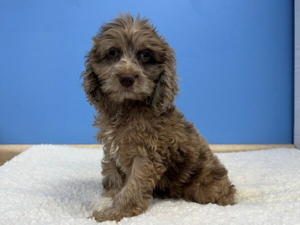 [#22032] Red Roan Male Cockapoo Puppies For Sale