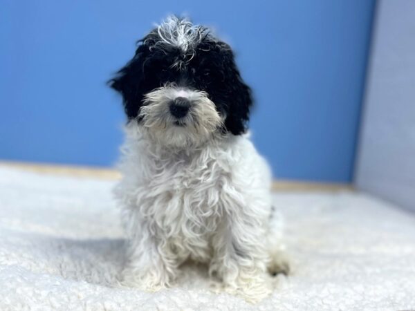 [#22042] Black Male Miniature Bernedoodle 2nd Gen Puppies For Sale