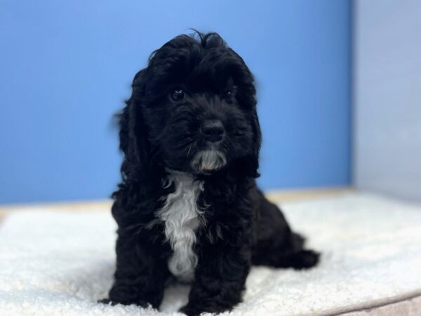 [#22040] Black Male Cavapoo Puppies For Sale