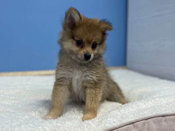 [#22037] Orange Sable Female Pomeranian Puppies For Sale