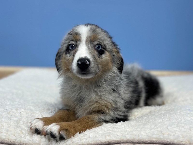 Australian Shepherd - 22033 Image #1