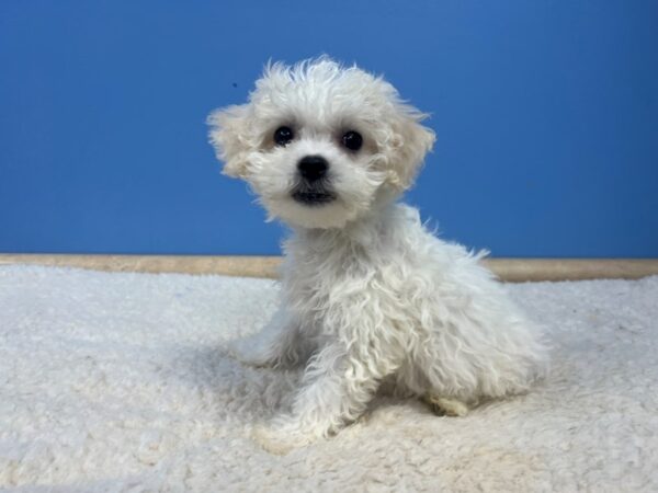 [#22051] White Female Bichon Frise Puppies For Sale