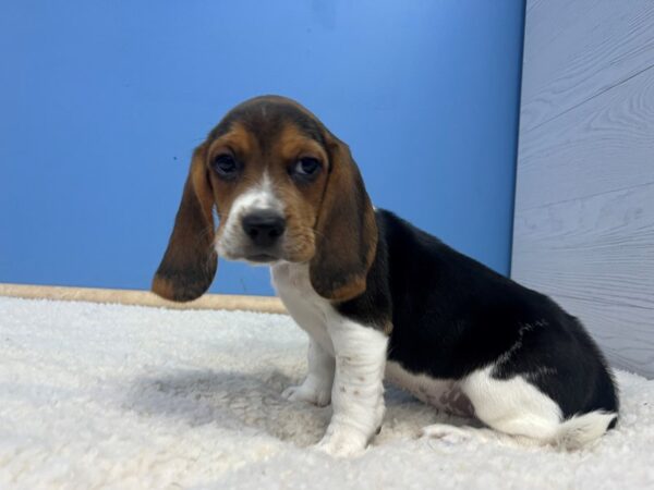 [#22050] Black Fawn and White Male Beagle Puppies For Sale