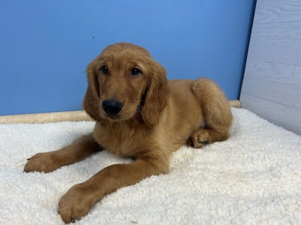 [#22064] Red Male Golden Retriever Puppies For Sale