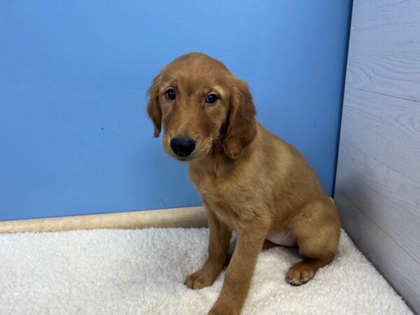 [#22065] Red Male Golden Retriever Puppies For Sale