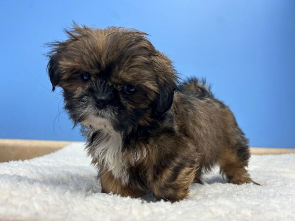 [#22060] Sable and White Female Shih Tzu Puppies For Sale