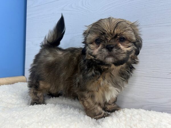[#22059] Sable and White Male Shih Tzu Puppies For Sale