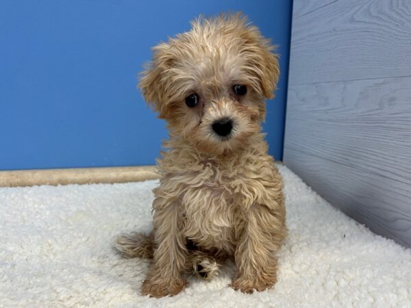 [#21905] Apricot Female Mini Schnoodle Puppies For Sale