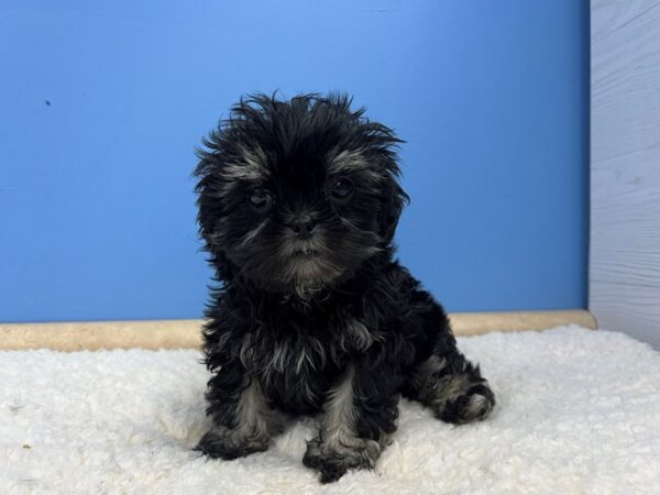 [#21950] Black and Tan Female Lhasa Apso Puppies For Sale