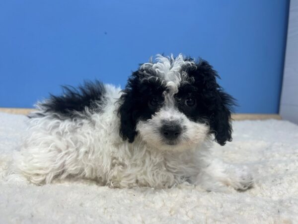 [#21967] Black and White Female Bichon Poo Puppies For Sale