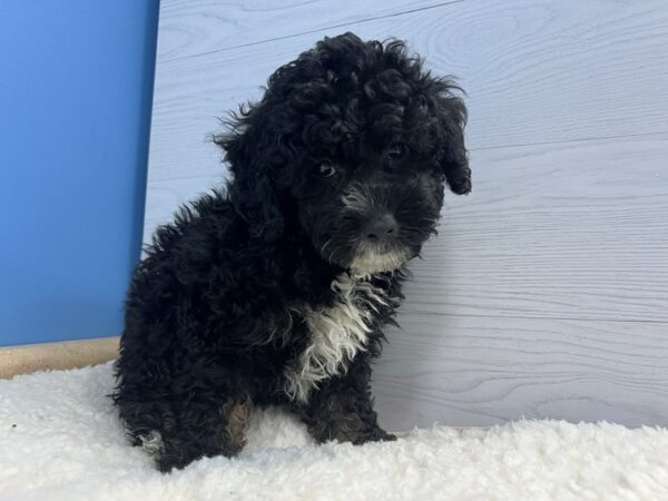[#21973] Black, White Markings Female Goldendoodle Mini 2nd Gen Puppies For Sale