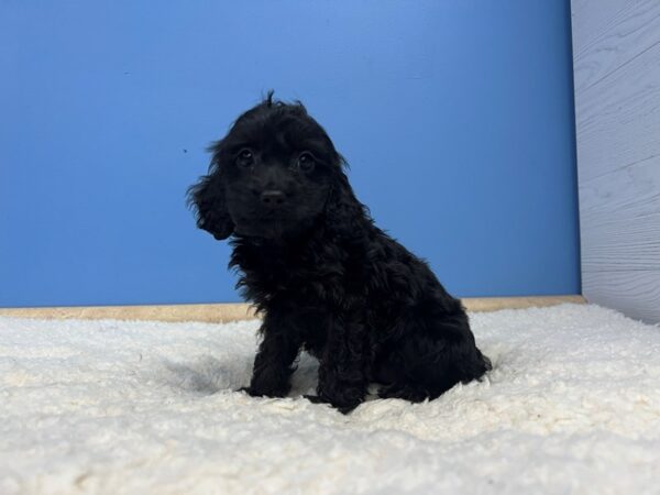 [#21966] Black Female Cock A Poo Puppies For Sale