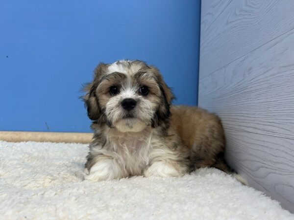 [#21963] White and Sable Male Teddy Bear Puppies For Sale
