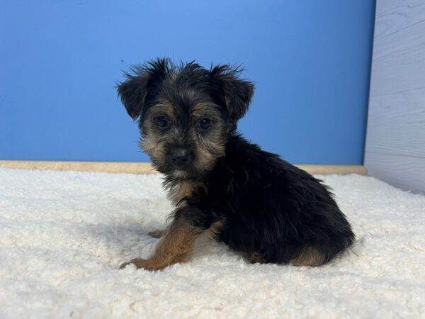 [#21994] Black and Tan Male Yorkshire Terrier Puppies For Sale