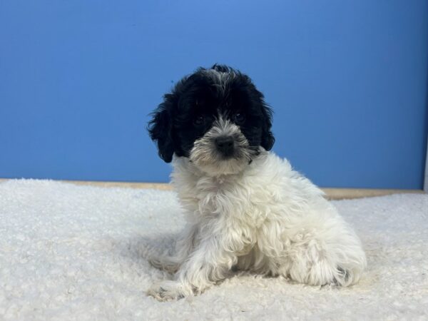 [#22006] Black & White Female Mini Schnoodle Puppies For Sale