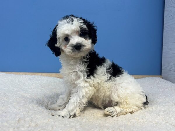 [#22007] Black & White Female Mini Schnoodle Puppies For Sale