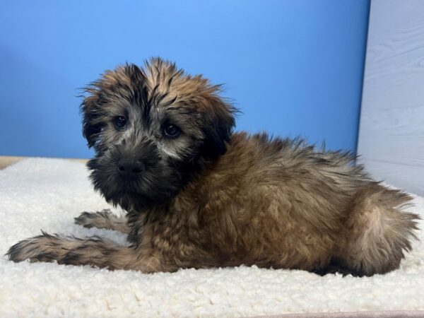 [#22020] Wheaten Female Soft Coated Wheaten Terrier Puppies For Sale