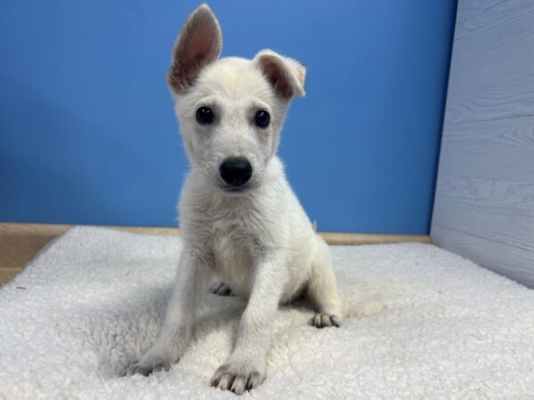 [#22018] White Male German Shepherd Puppies For Sale