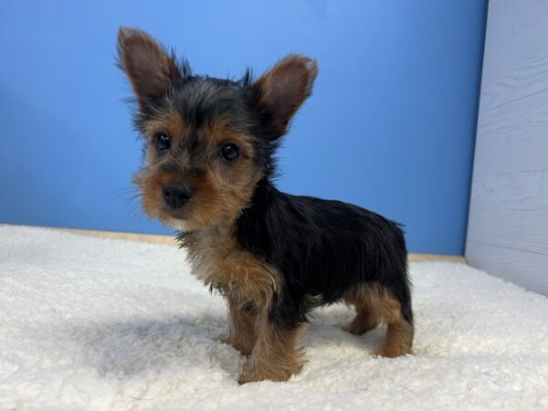 [#22030] Black and Tan Male Yorkshire Terrier Puppies For Sale