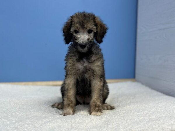 [#22038] Café Ole Male Standard Poodle Puppies For Sale