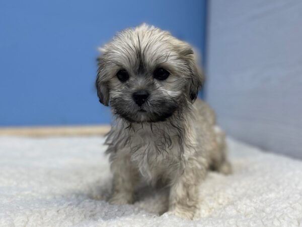 [#22035] Cream Male Lhasa Apso Puppies For Sale