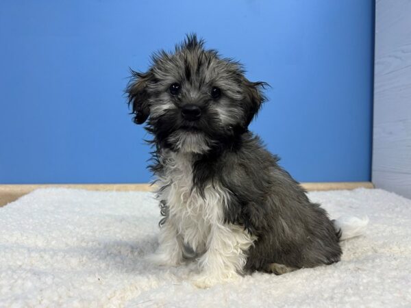 [#22046] Silver Male Havanese Puppies For Sale