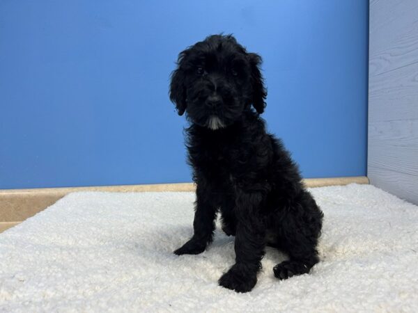 [#22049] Black Female Giant Schnoodle Puppies For Sale