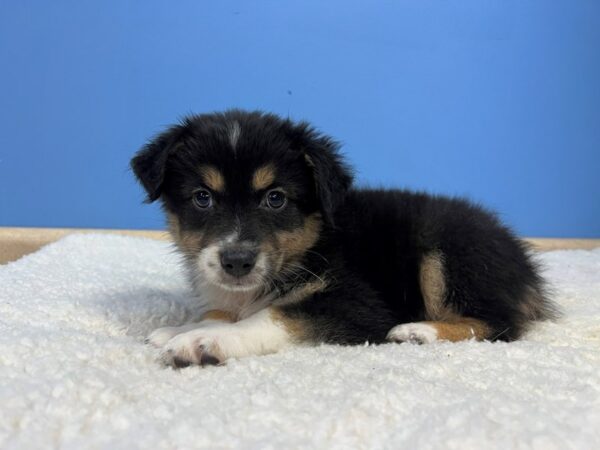 [#22048] Black White and Tan Male Miniature American Shepherd Puppies For Sale