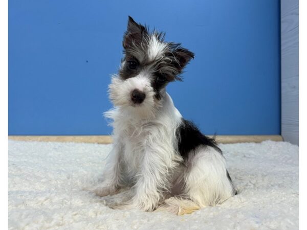 [#22054] Liver and White Female Miniature Schnauzer Puppies For Sale