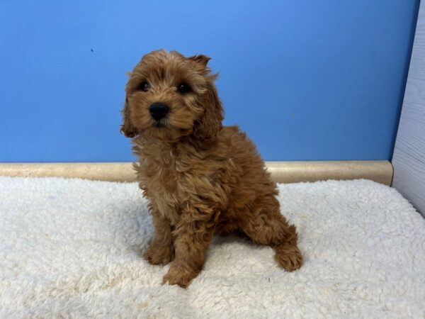 [#22061] Golden Female Goldendoodle Mini 2nd Gen Puppies For Sale
