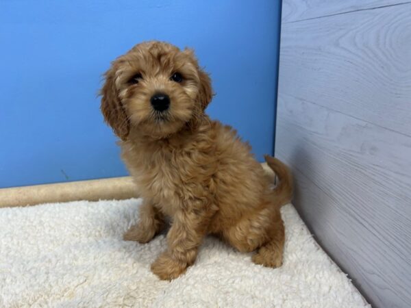 [#22057] Golden Female Goldendoodle Mini 2nd Gen Puppies For Sale