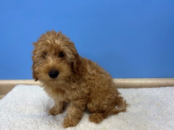 [#22056] Golden Male Goldendoodle Mini 2nd Gen Puppies For Sale