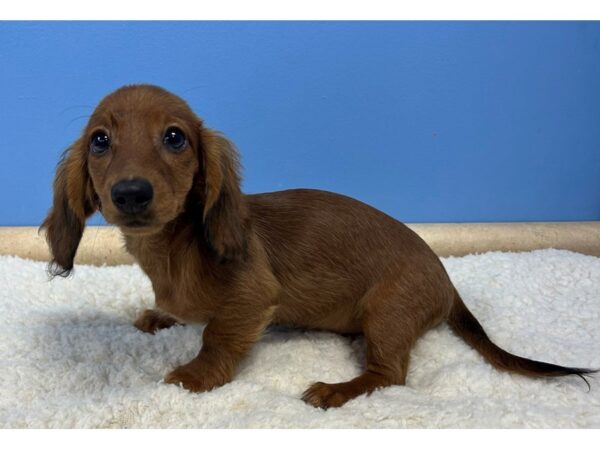 [#22058] Red Female Dachshund Puppies For Sale