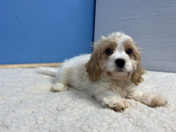 [#22066] Blenheim and White Male Cavachon Puppies For Sale