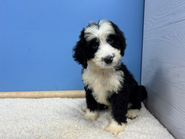 [#22068] Tri Colored Female Bernedoodle Puppies For Sale