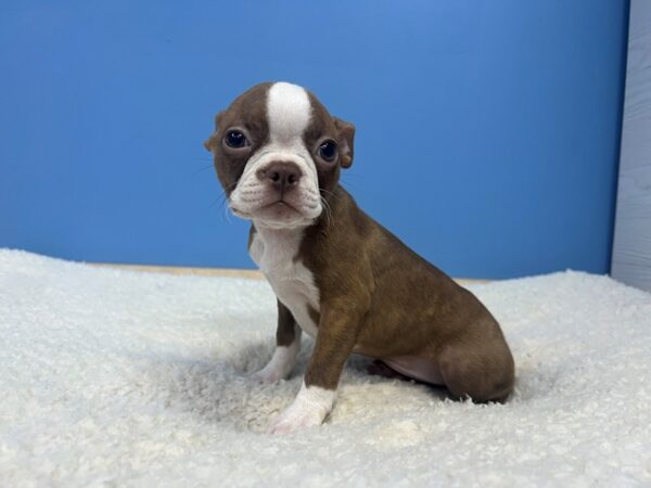 [#22069] Seal and White Female Boston Terrier Puppies For Sale