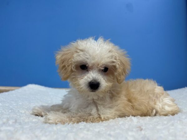 [#22072] Gold Male Yorkie Chon Puppies For Sale