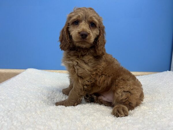 [#22073] Red Male Cockapoo Puppies For Sale