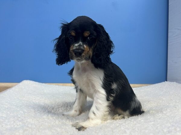 [#22071] Black White and Tan Male Cocker Spaniel Puppies For Sale