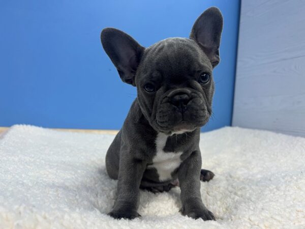 [#22078] Blue Male French Bulldog Puppies For Sale