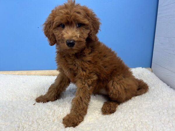 [#22076] Red Male Goldendoodle 2nd Gen Puppies For Sale