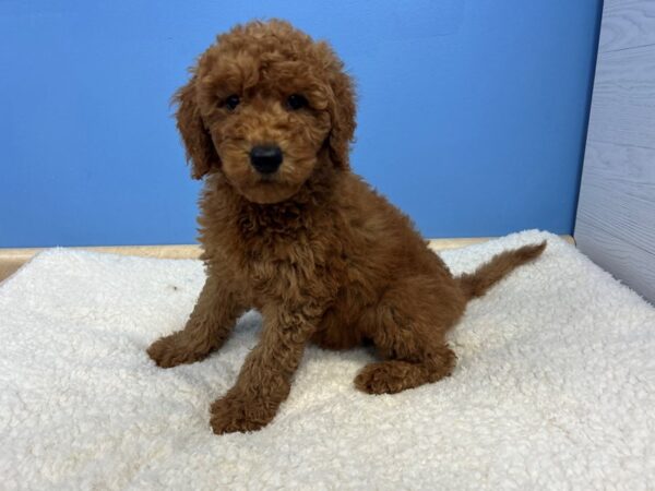[#22075] Red Male Goldendoodle 2nd Gen Puppies For Sale